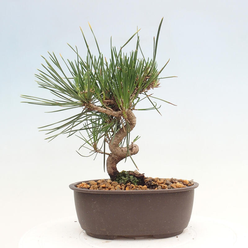 Vonkajší bonsai - Pinus thunbergii - Borovica thunbergova