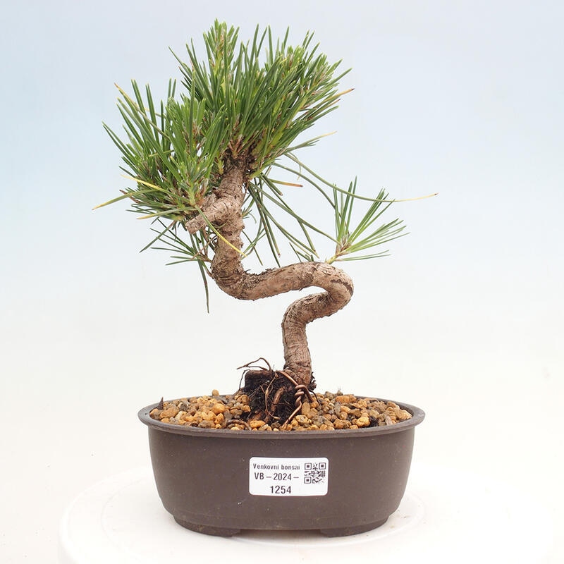 Vonkajší bonsai - Pinus thunbergii - Borovica thunbergova