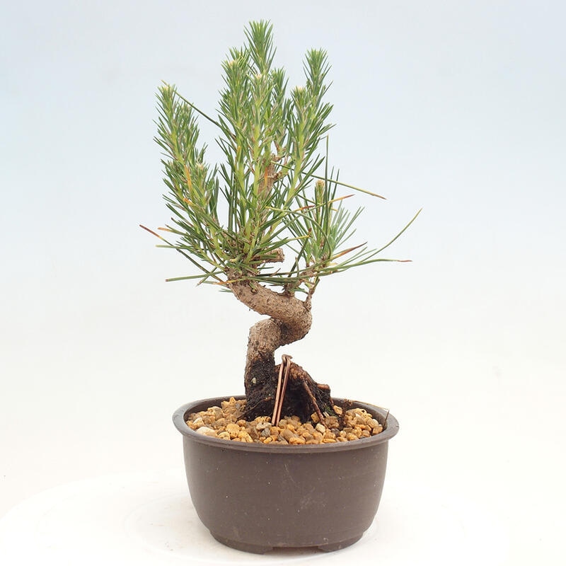 Vonkajší bonsai - Pinus thunbergii - Borovica thunbergova