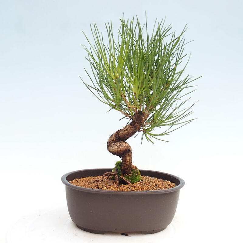 Vonkajší bonsai - Pinus thunbergii - Borovica thunbergova