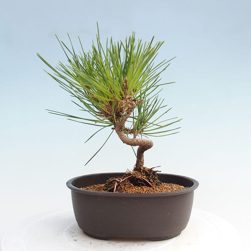 Vonkajší bonsai - Pinus thunbergii - Borovica thunbergova