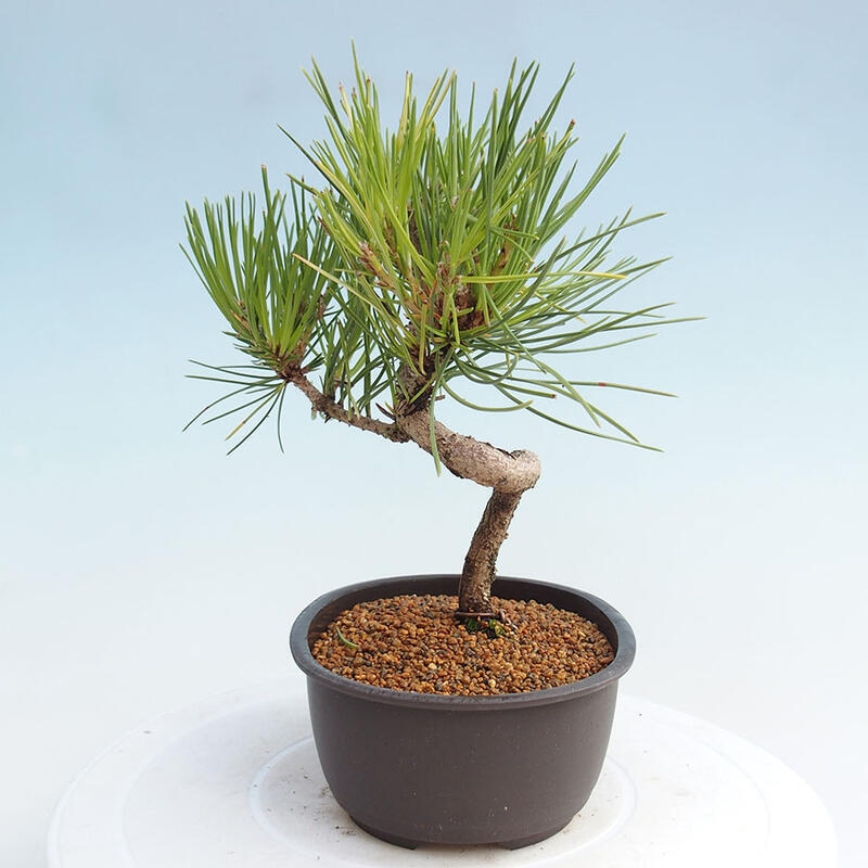 Vonkajší bonsai - Pinus thunbergii - Borovica thunbergova