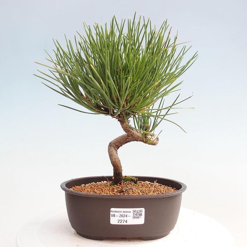 Vonkajší bonsai - Pinus thunbergii - Borovica thunbergova