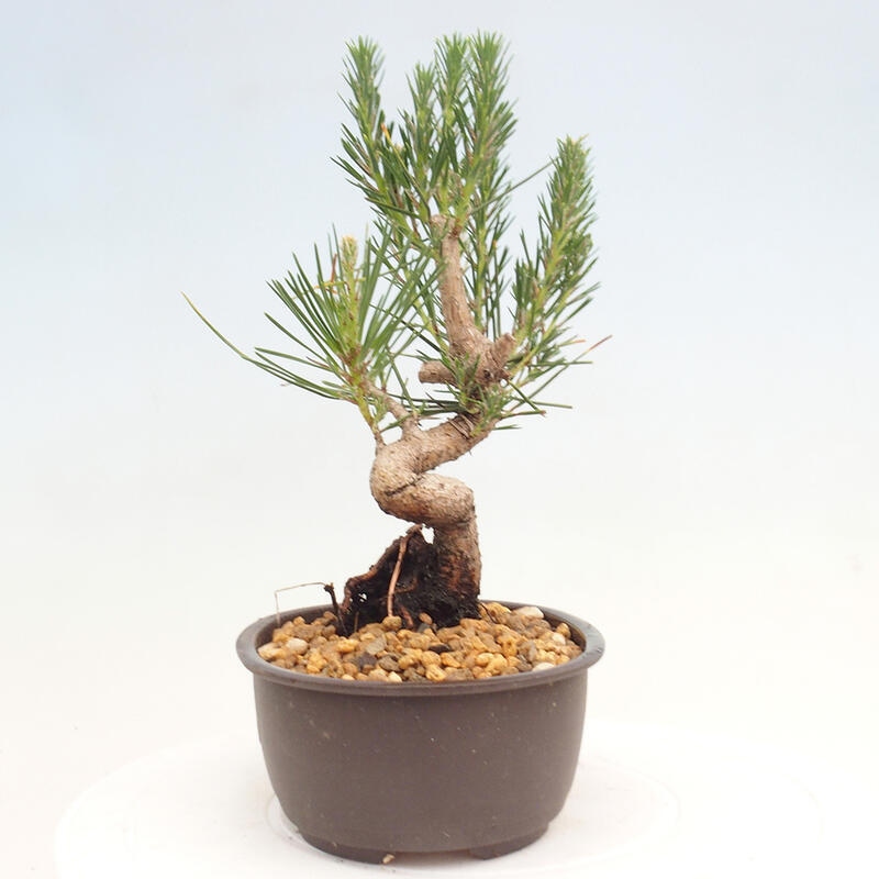 Vonkajší bonsai - Pinus thunbergii - Borovica thunbergova