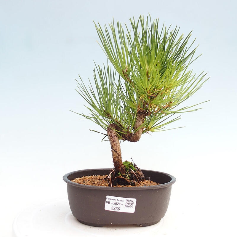 Vonkajší bonsai - Pinus thunbergii - Borovica thunbergova