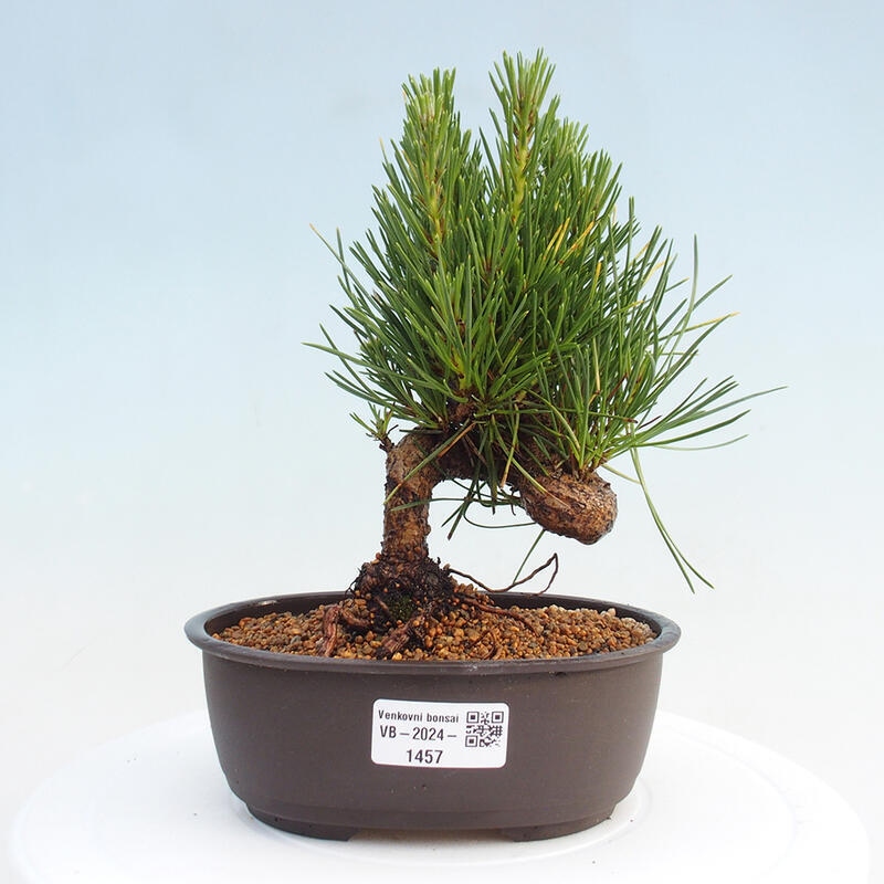 Vonkajší bonsai - Pinus thunbergii - Borovica thunbergova