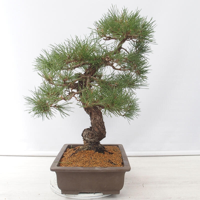 Vonkajšie bonsai - Pinus thunbergii - Borovica thunbergova