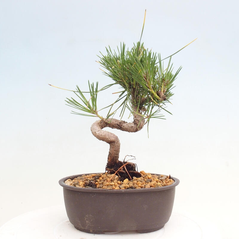 Vonkajší bonsai - Pinus thunbergii - Borovica thunbergova