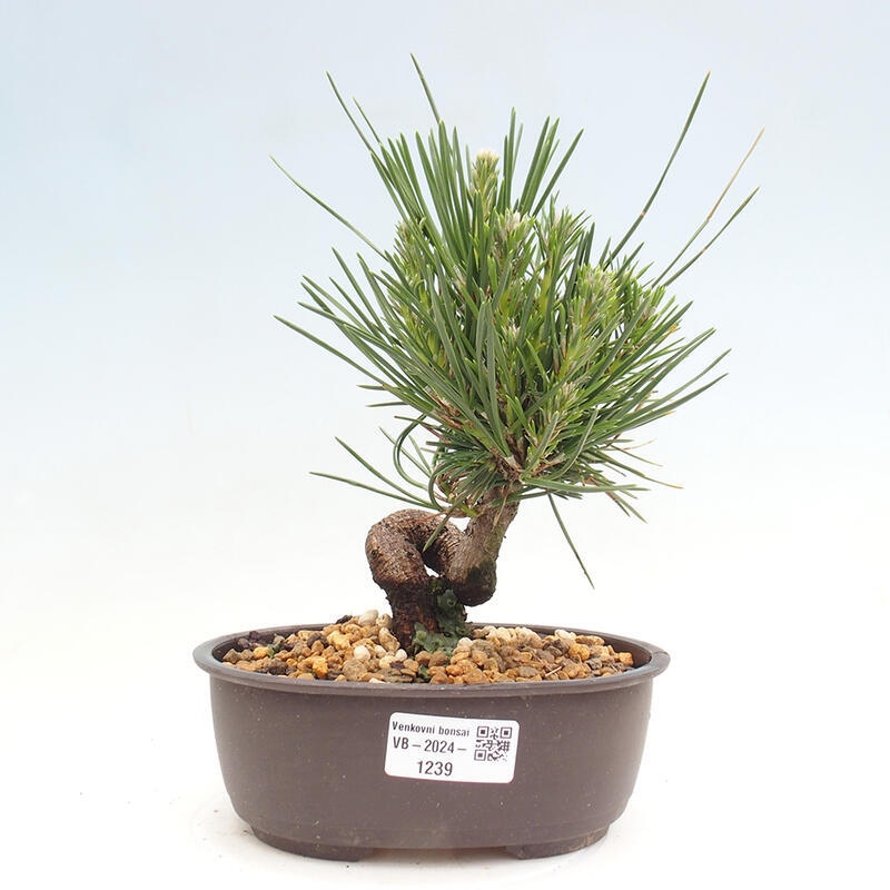 Vonkajší bonsai - Pinus thunbergii - Borovica thunbergova