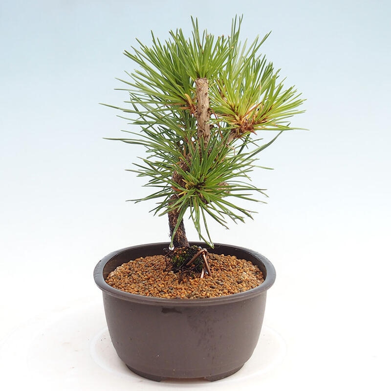 Vonkajší bonsai - Pinus thunbergii - Borovica thunbergova