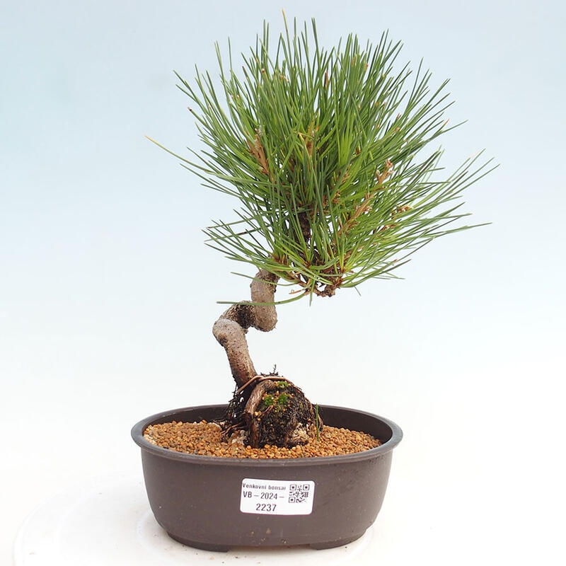 Vonkajší bonsai - Pinus thunbergii - Borovica thunbergova