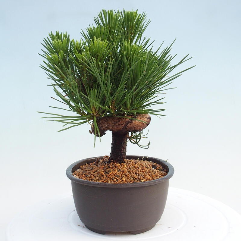 Vonkajší bonsai - Pinus thunbergii - Borovica thunbergova