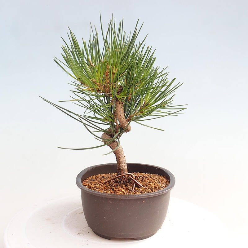 Vonkajší bonsai - Pinus thunbergii - Borovica thunbergova