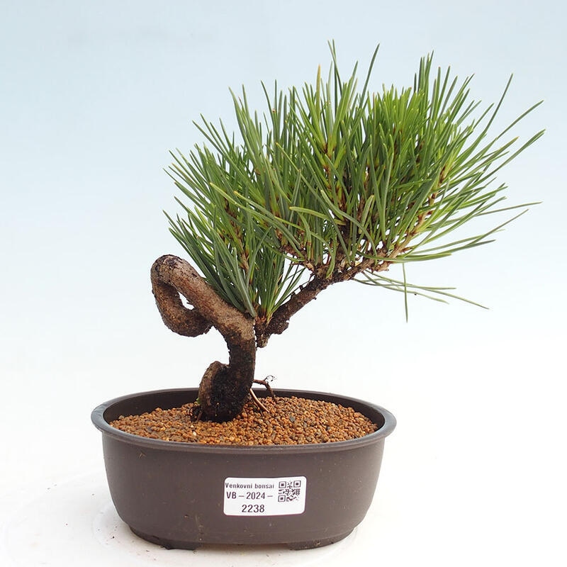 Vonkajší bonsai - Pinus thunbergii - Borovica thunbergova