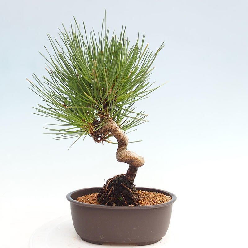 Vonkajší bonsai - Pinus thunbergii - Borovica thunbergova