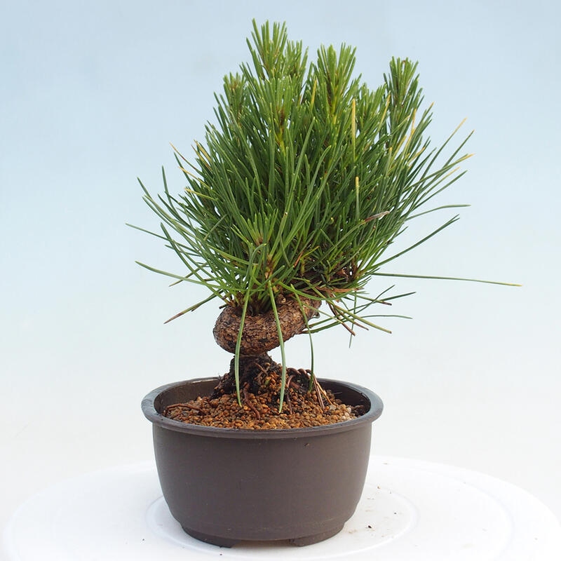 Vonkajší bonsai - Pinus thunbergii - Borovica thunbergova