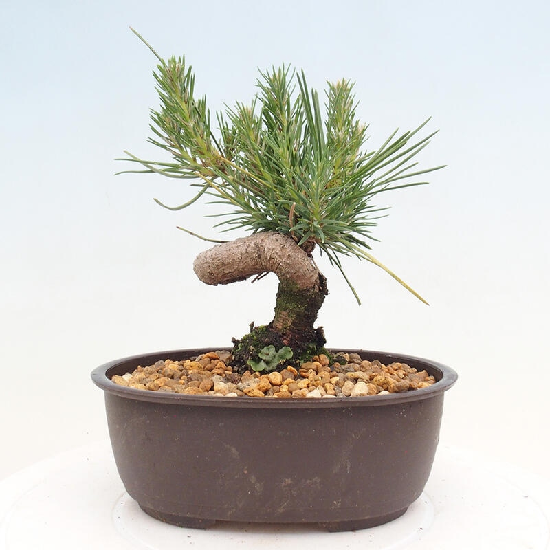 Vonkajší bonsai - Pinus thunbergii - Borovica thunbergova