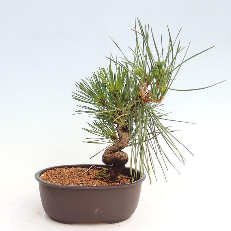 Vonkajší bonsai - Pinus thunbergii - Borovica thunbergova