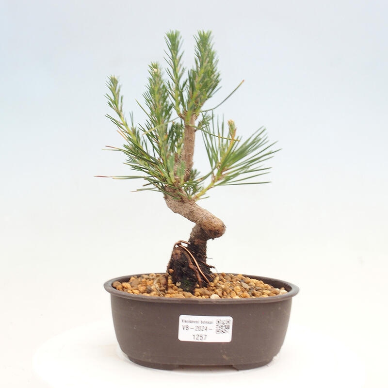 Vonkajší bonsai - Pinus thunbergii - Borovica thunbergova