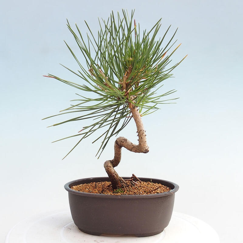 Vonkajší bonsai - Pinus thunbergii - Borovica thunbergova