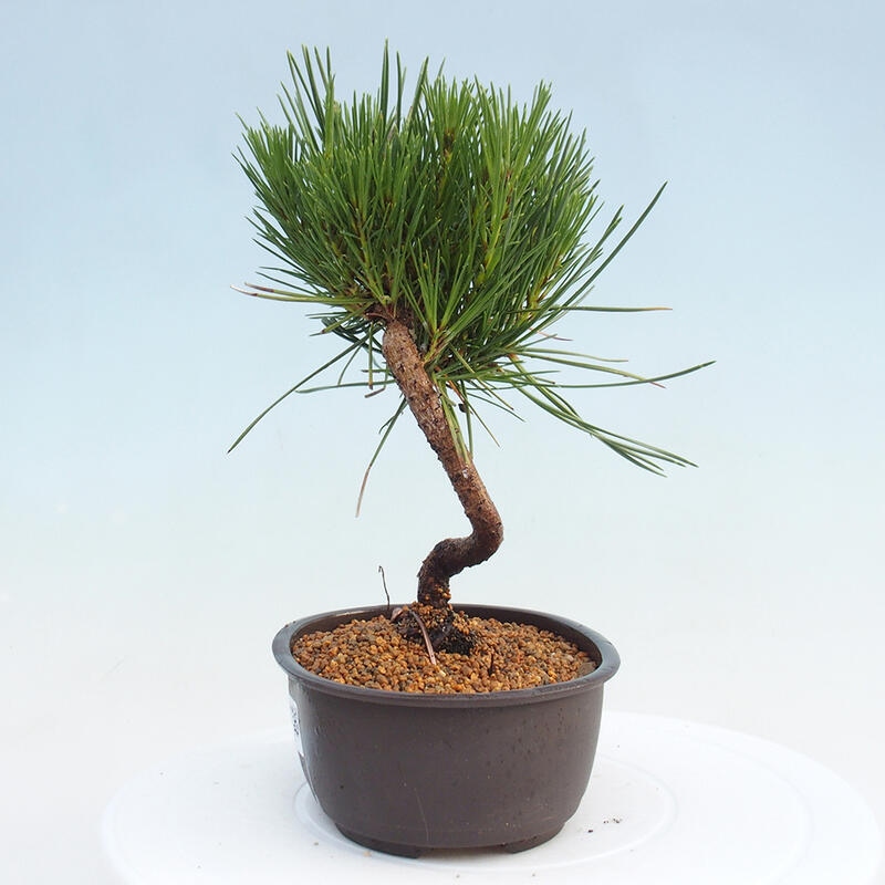 Vonkajší bonsai - Pinus thunbergii - Borovica thunbergova