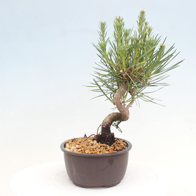 Vonkajší bonsai - Pinus thunbergii - Borovica thunbergova