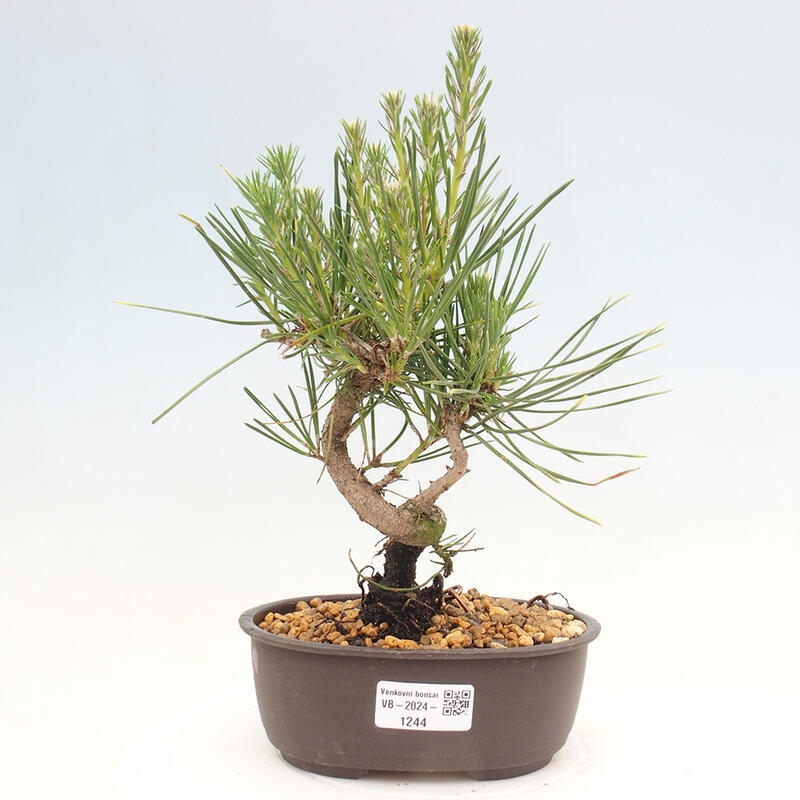 Vonkajší bonsai - Pinus thunbergii - Borovica thunbergova