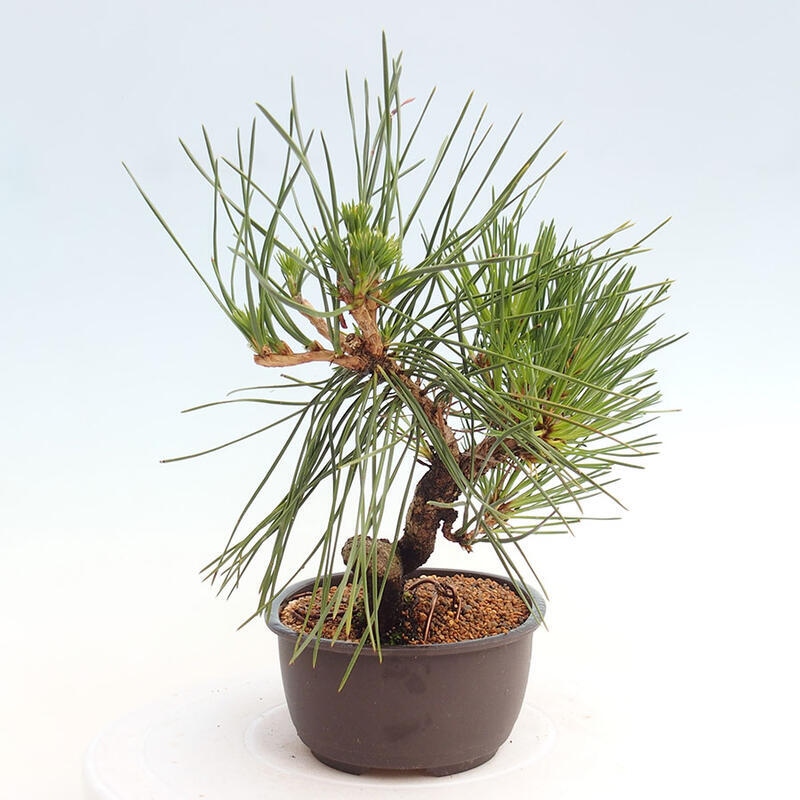 Vonkajší bonsai - Pinus thunbergii - Borovica thunbergova