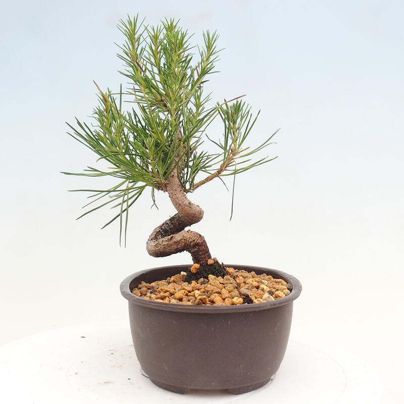 Vonkajší bonsai - Pinus thunbergii - Borovica thunbergova