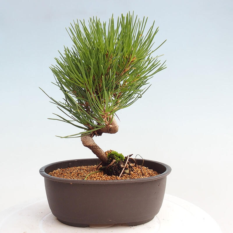 Vonkajší bonsai - Pinus thunbergii - Borovica thunbergova