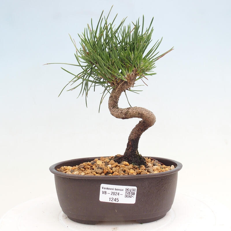 Vonkajší bonsai - Pinus thunbergii - Borovica thunbergova