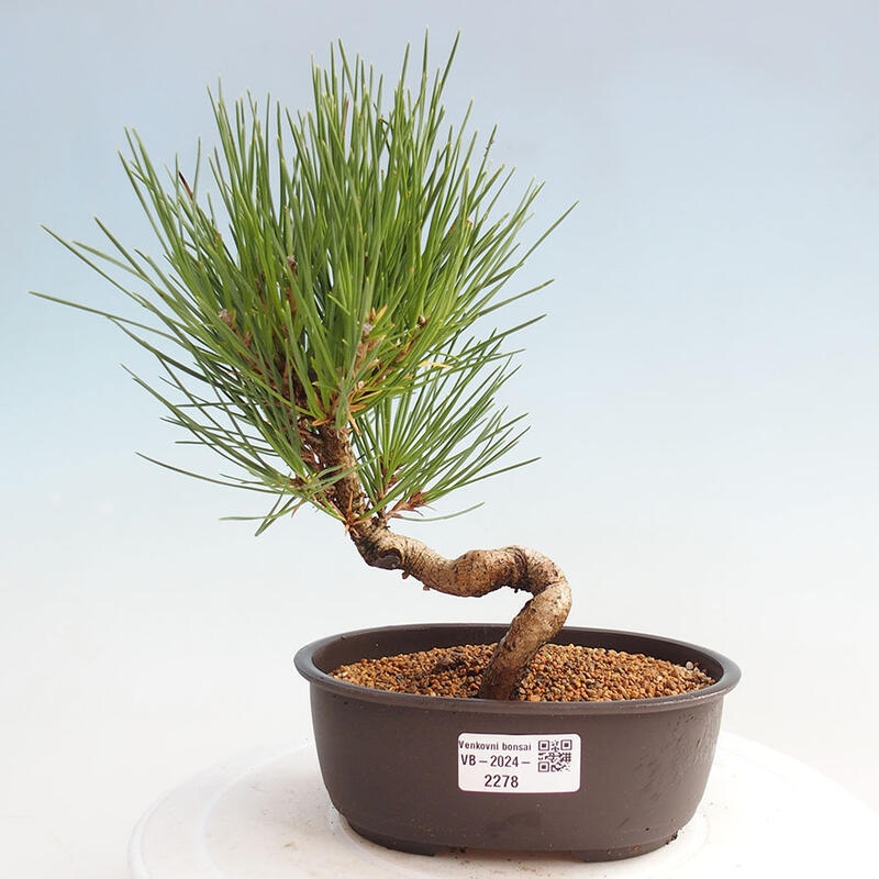 Vonkajší bonsai - Pinus thunbergii - Borovica thunbergova