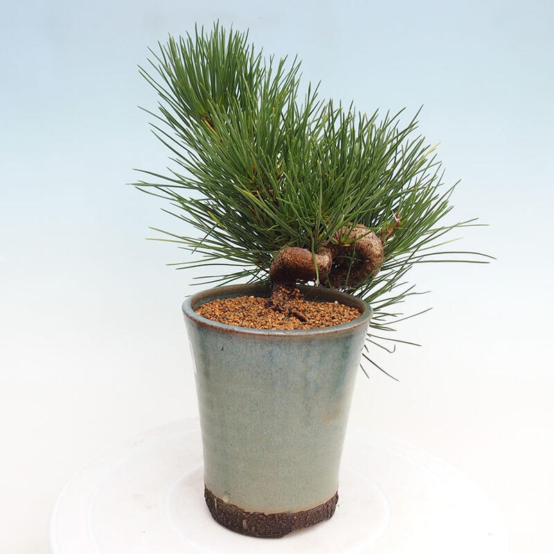 Vonkajší bonsai - Pinus thunbergii - Borovica thunbergova