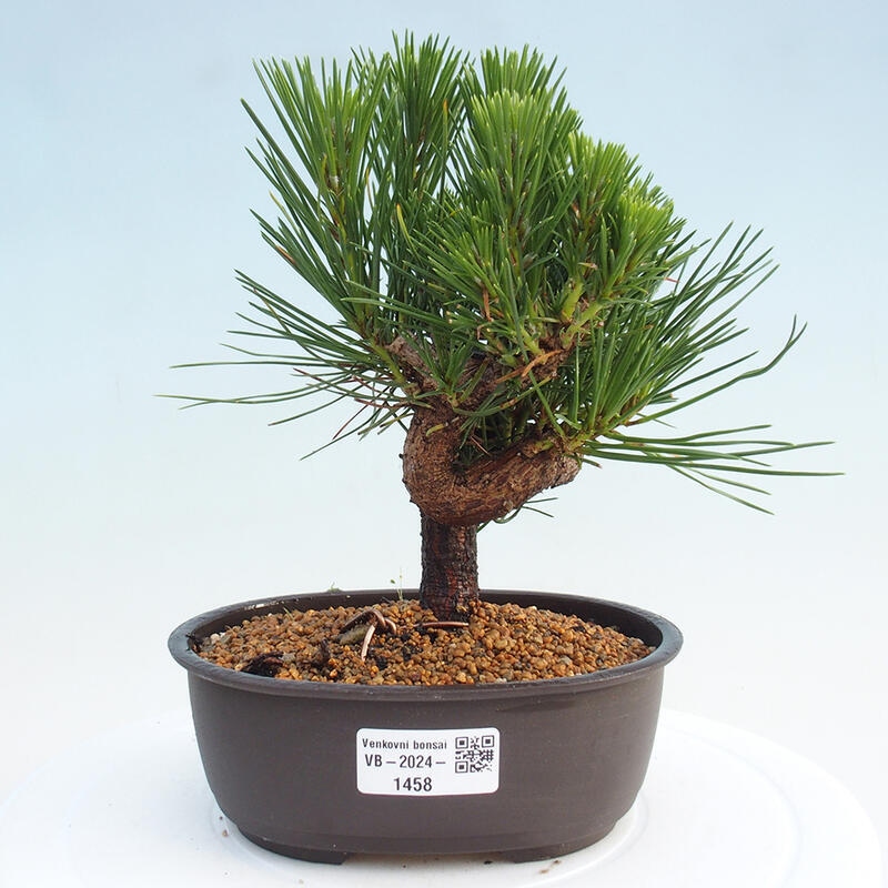 Vonkajší bonsai - Pinus thunbergii - Borovica thunbergova