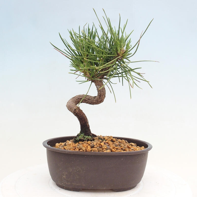 Vonkajší bonsai - Pinus thunbergii - Borovica thunbergova