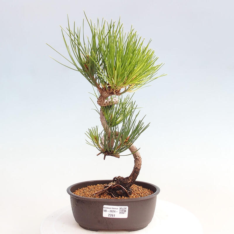 Vonkajší bonsai - Pinus thunbergii - Borovica thunbergova