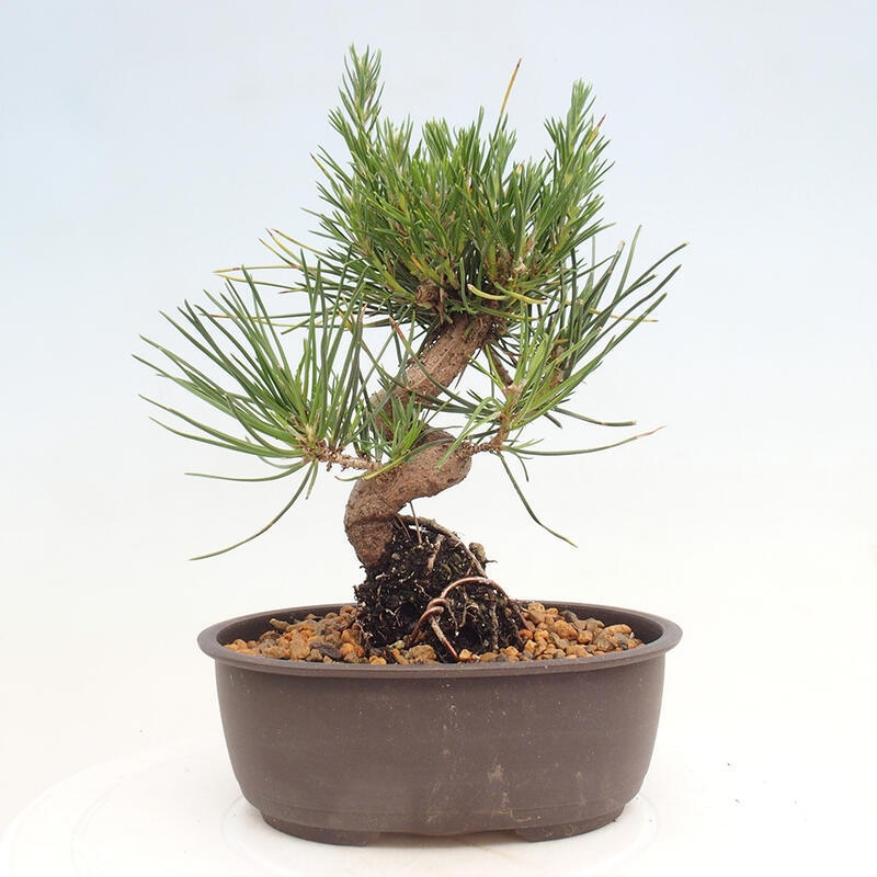 Vonkajší bonsai - Pinus thunbergii - Borovica thunbergova