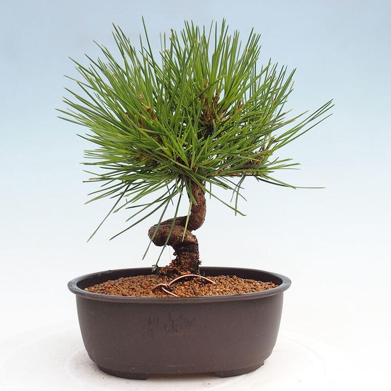 Vonkajší bonsai - Pinus thunbergii - Borovica thunbergova