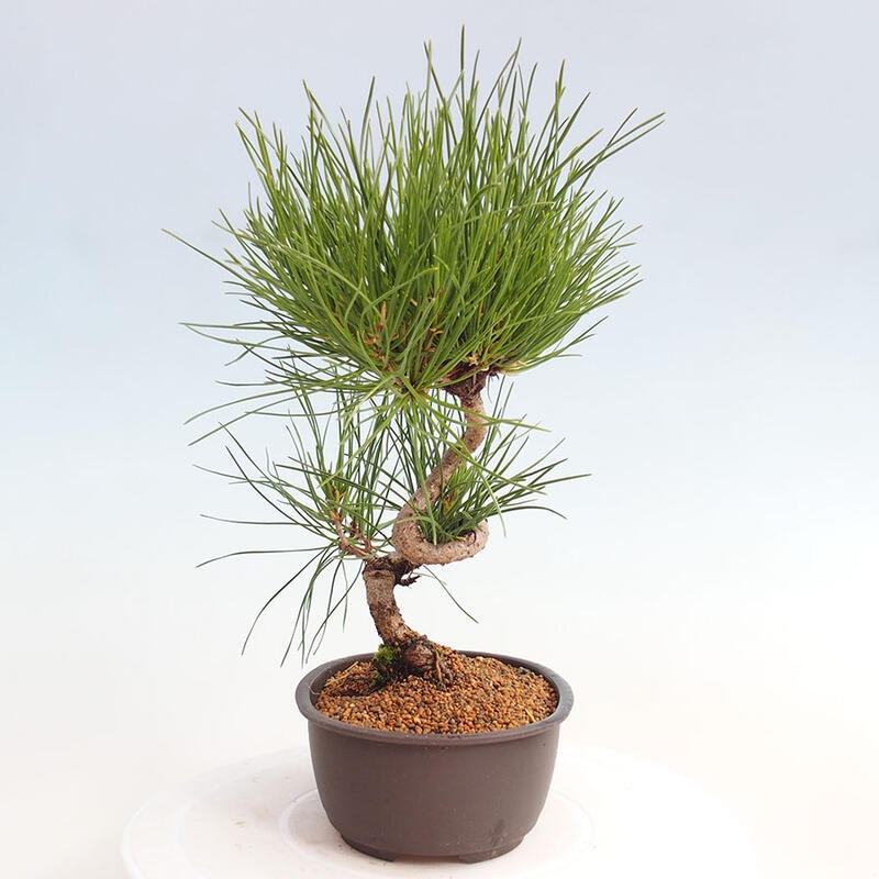 Vonkajší bonsai - Pinus thunbergii - Borovica thunbergova