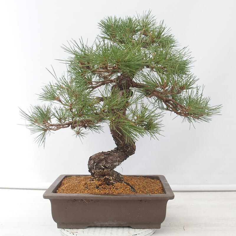 Vonkajšie bonsai - Pinus thunbergii - Borovica thunbergova