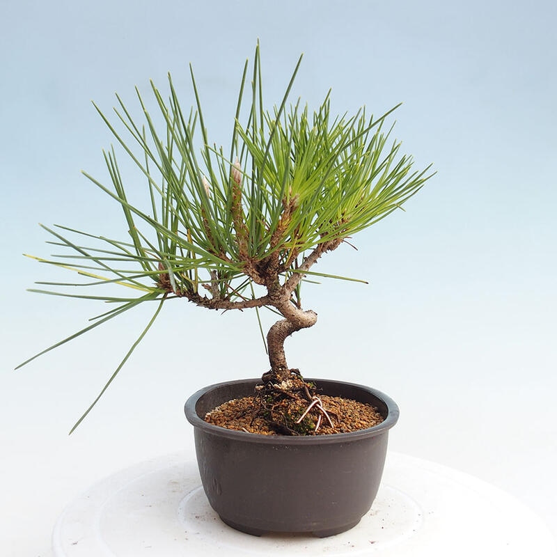 Vonkajší bonsai - Pinus thunbergii - Borovica thunbergova