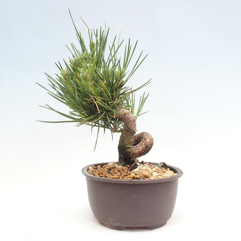 Vonkajší bonsai - Pinus thunbergii - Borovica thunbergova