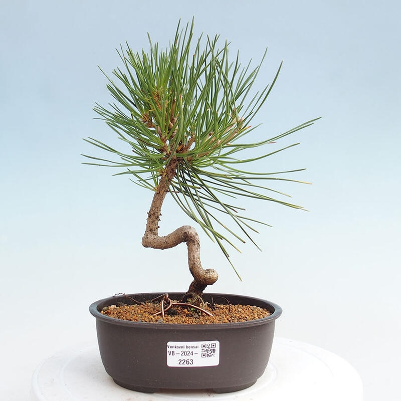 Vonkajší bonsai - Pinus thunbergii - Borovica thunbergova