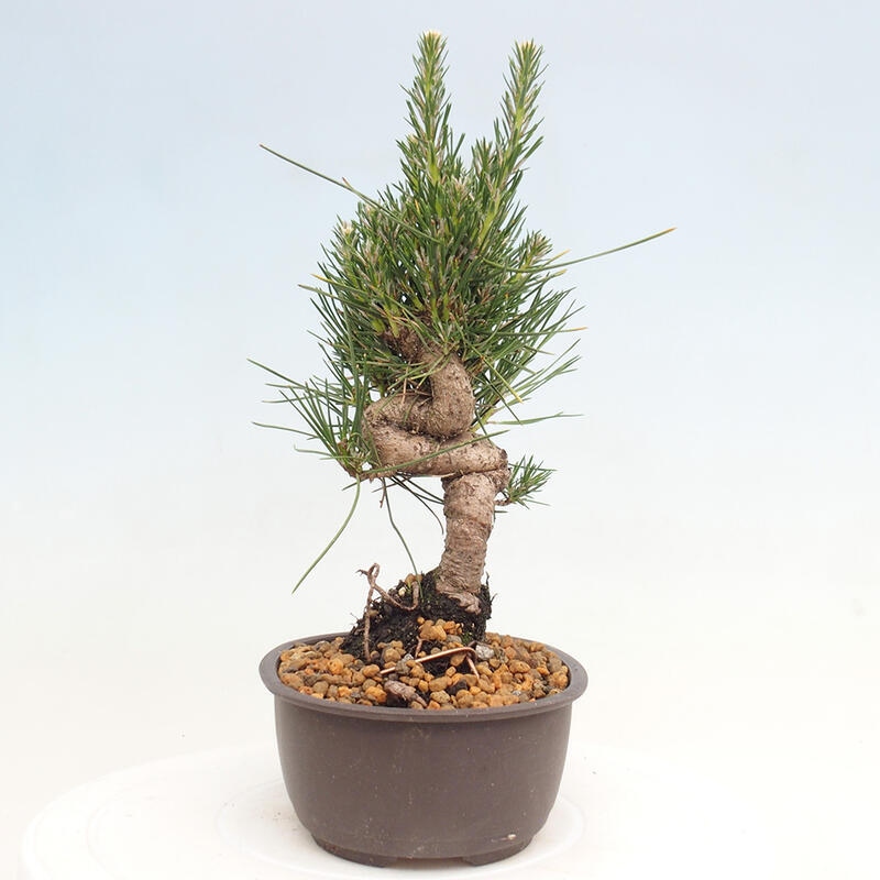 Vonkajší bonsai - Pinus thunbergii - Borovica thunbergova