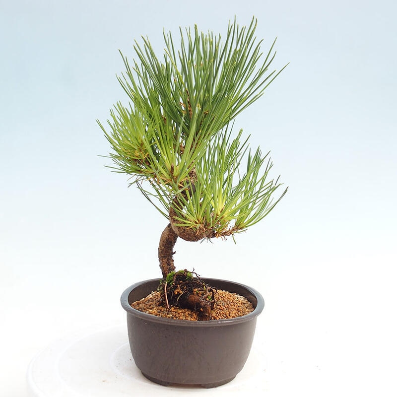 Vonkajší bonsai - Pinus thunbergii - Borovica thunbergova