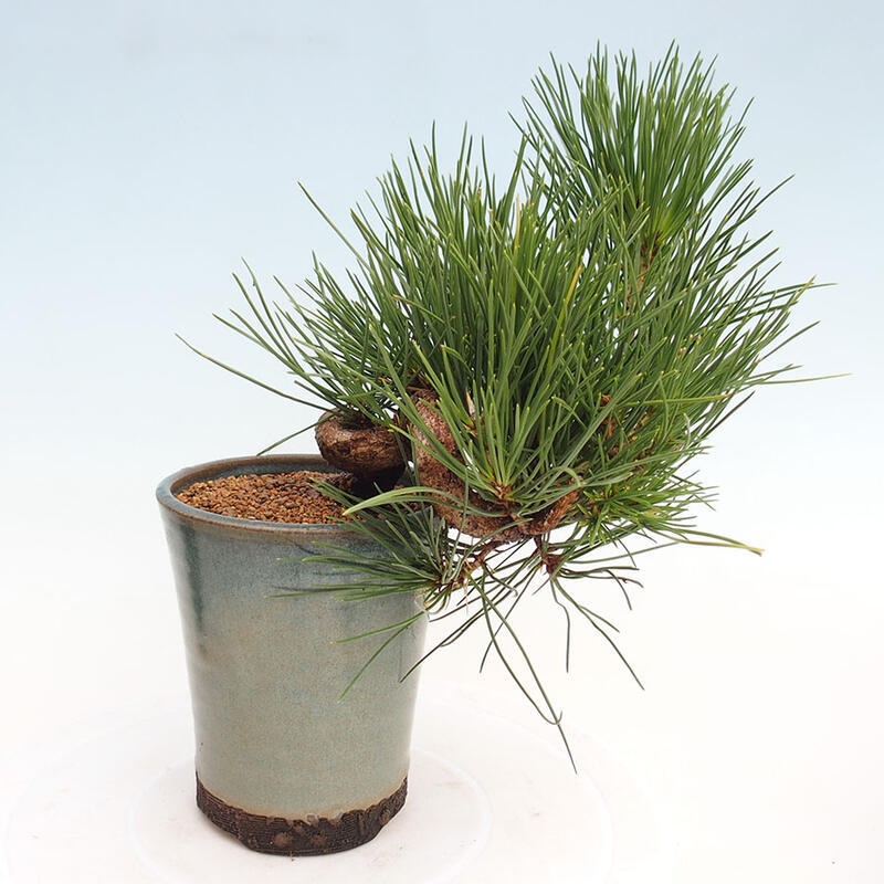 Vonkajší bonsai - Pinus thunbergii - Borovica thunbergova