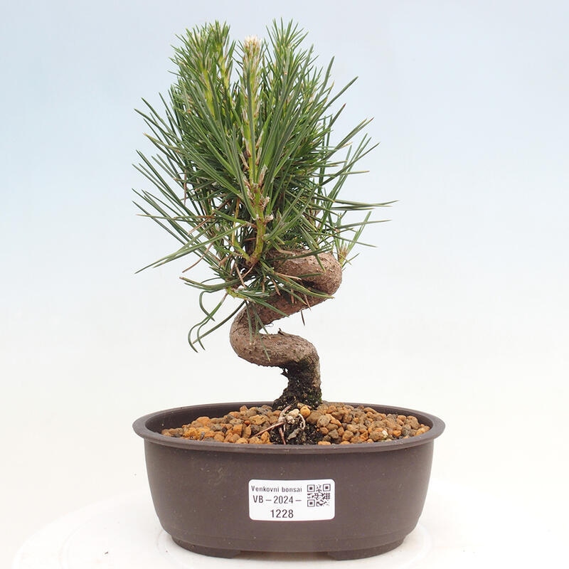 Vonkajší bonsai - Pinus thunbergii - Borovica thunbergova