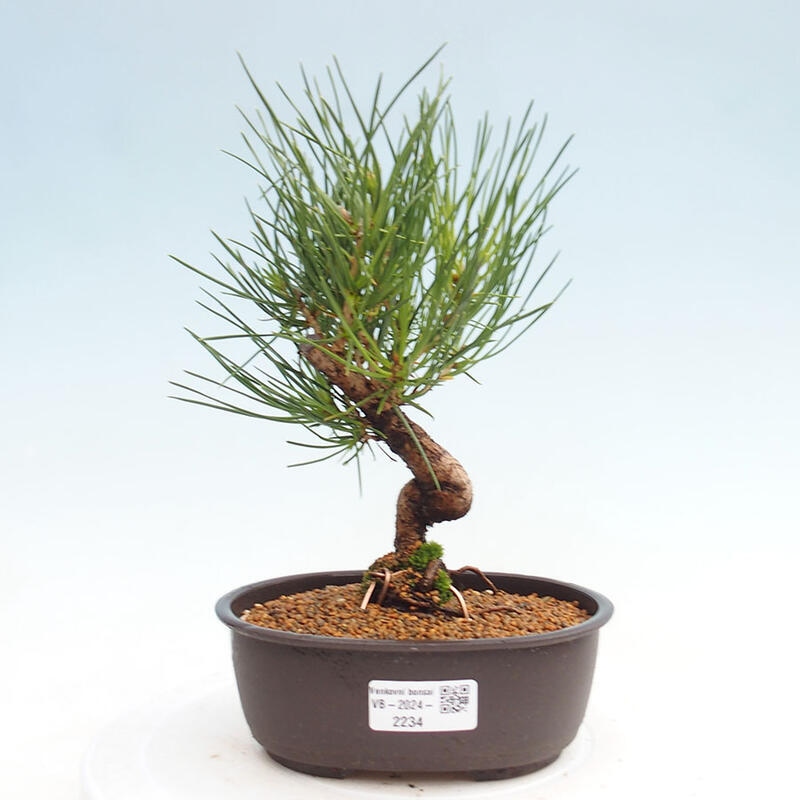 Vonkajší bonsai - Pinus thunbergii - Borovica thunbergova