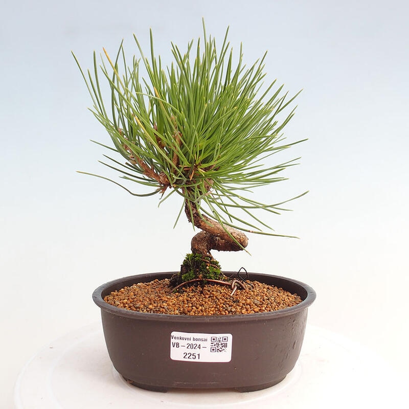 Vonkajší bonsai - Pinus thunbergii - Borovica thunbergova