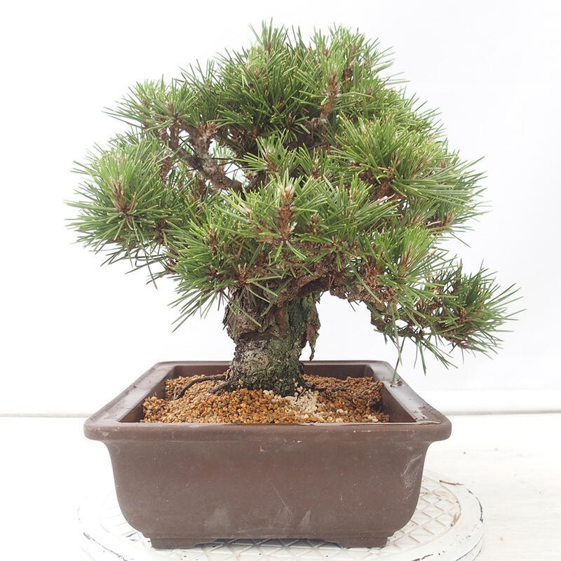 Vonkajšie bonsai - Pinus thunbergii - Borovica thunbergova